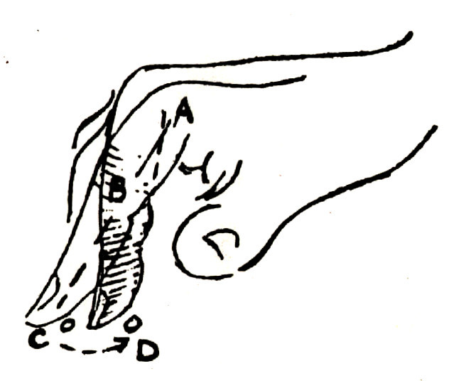 Apostila de contrabaixo- aula 1