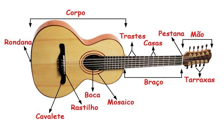 partes viola